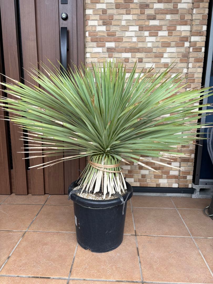 【ボリューム満点】タイ産　ユッカロストラータ　発根済