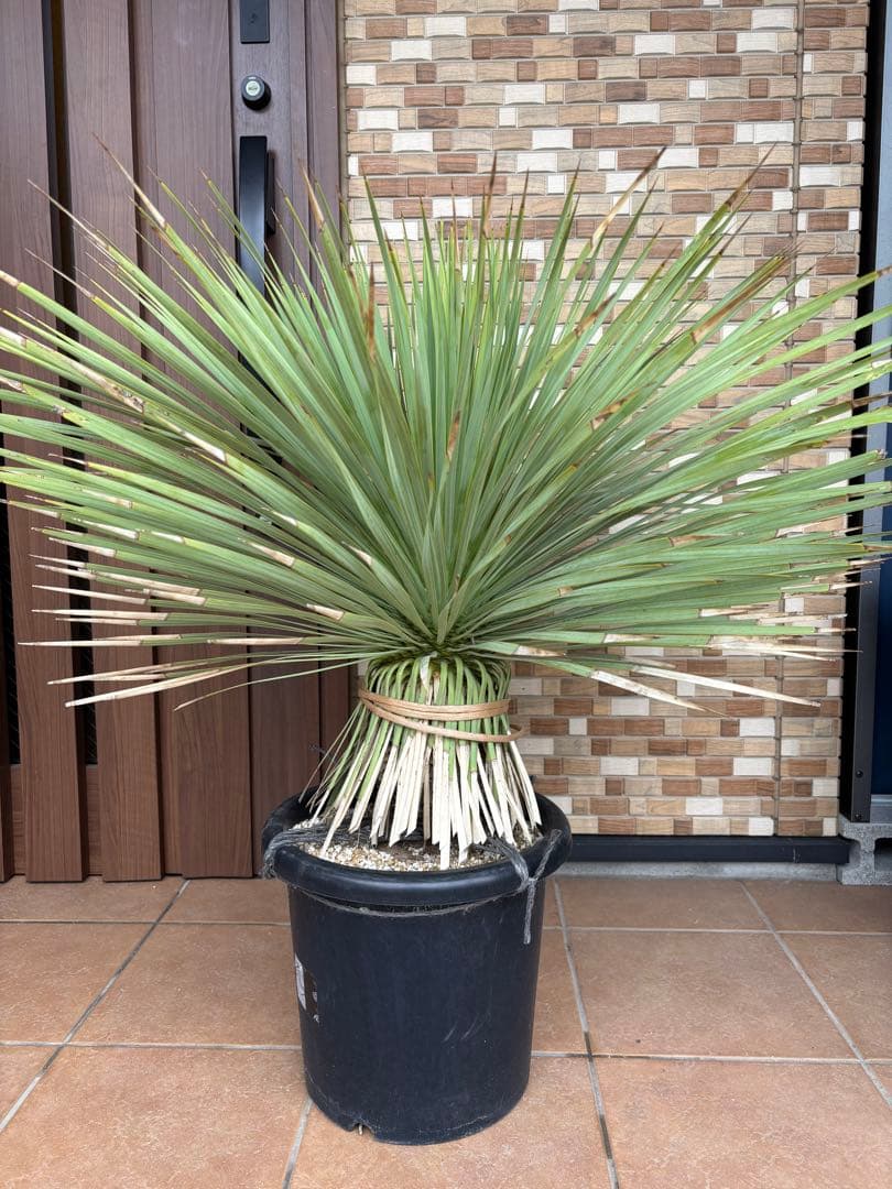 【ボリューム満点】タイ産　ユッカロストラータ　発根済