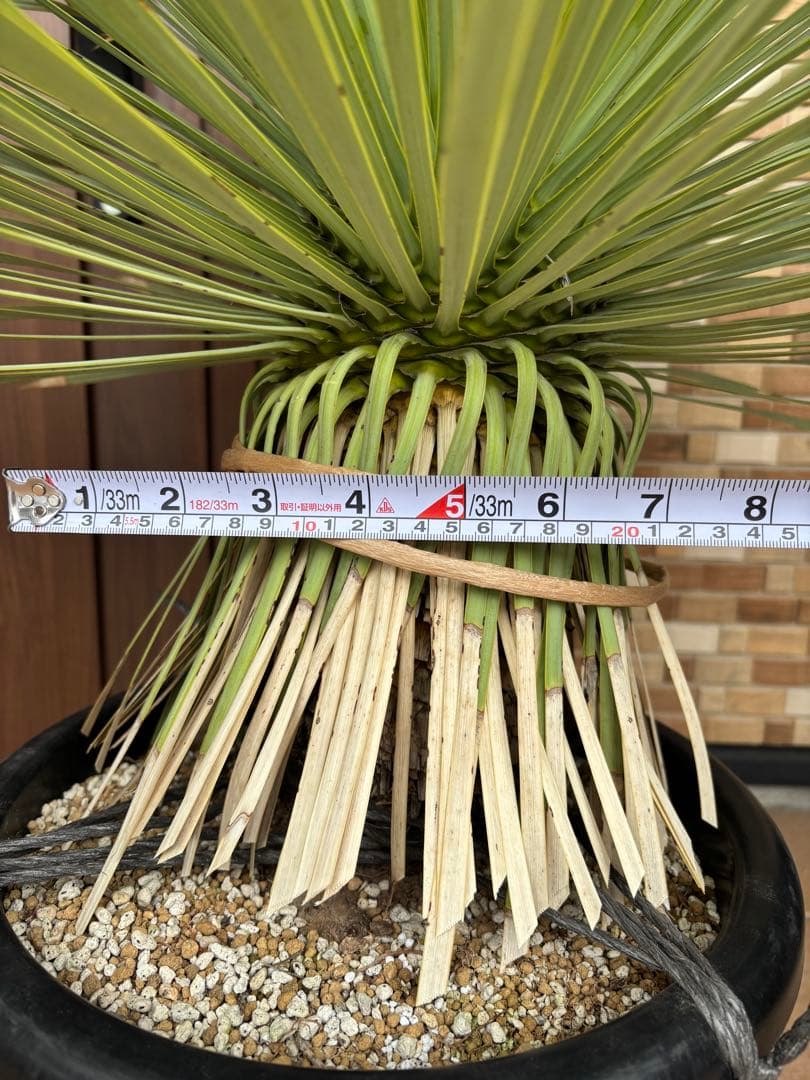 【ボリューム満点】タイ産　ユッカロストラータ　発根済