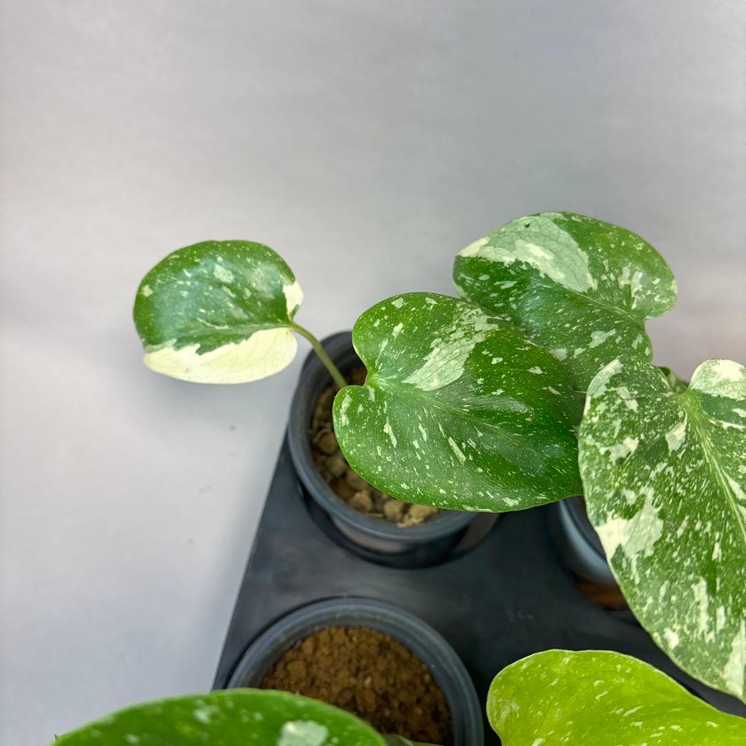 サ*イ様 10株セットms55【特別選抜】モンステラ・タイコンステレーション 斑