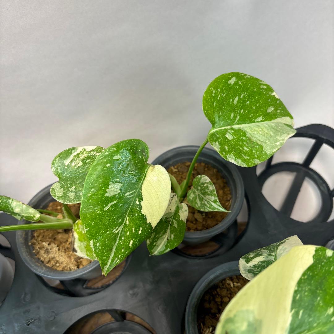 サ*イ様 10株セットms55【特別選抜】モンステラ・タイコンステレーション 斑