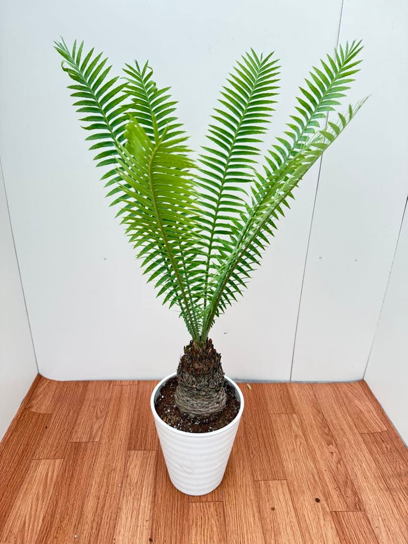 ディオーン　スピヌロッサム