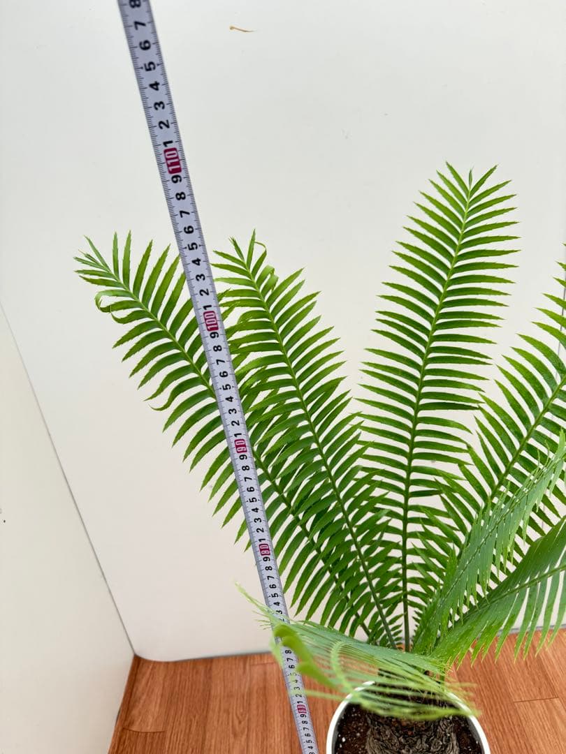 ディオーン　スピヌロッサム