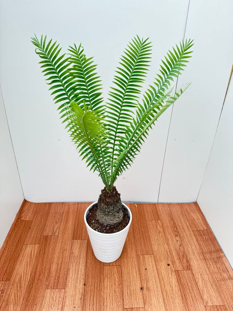 ディオーン　スピヌロッサム