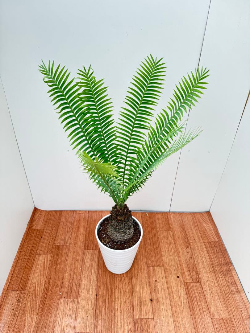 ディオーン　スピヌロッサム