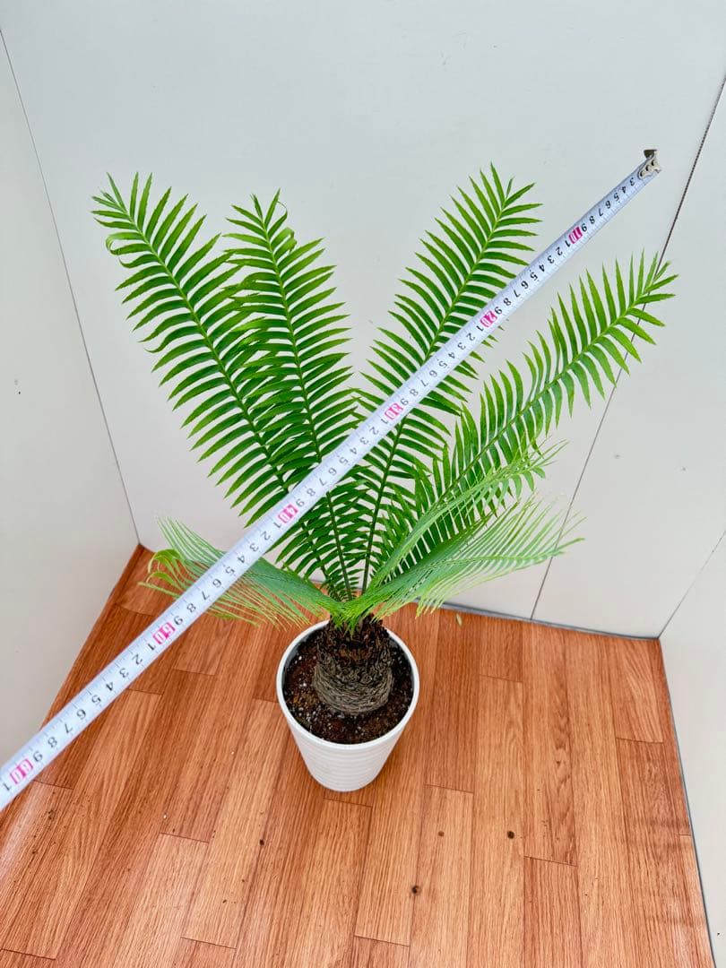 ディオーン　スピヌロッサム