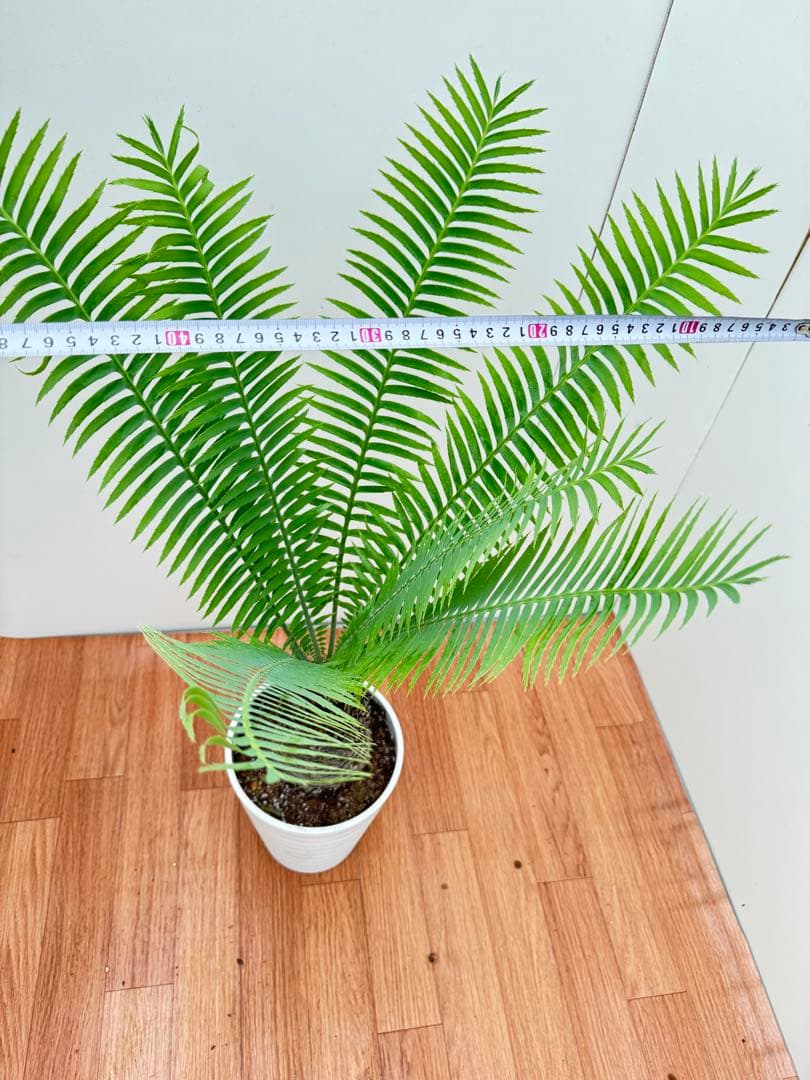 ディオーン　スピヌロッサム