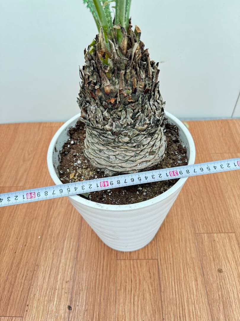 ディオーン　スピヌロッサム