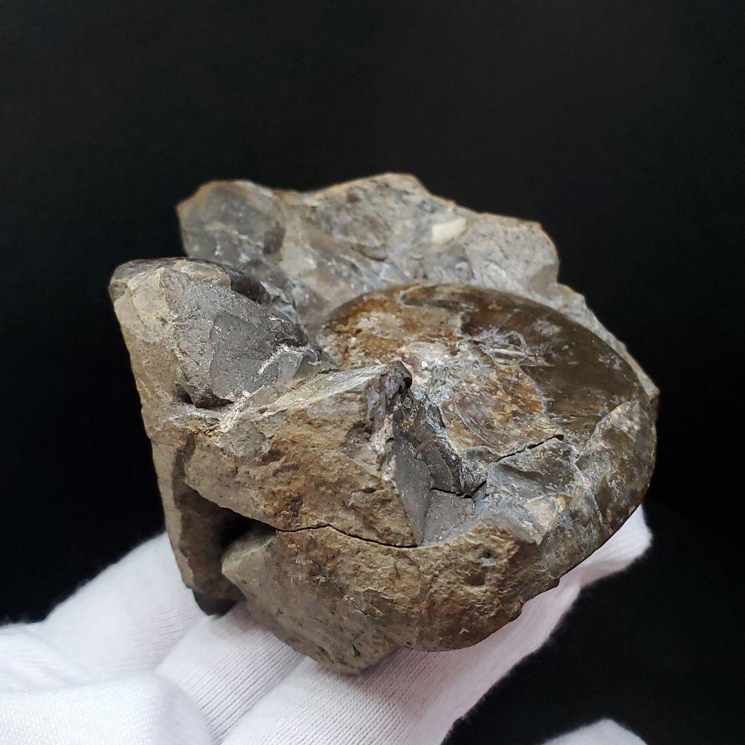 母岩付き アンモナイト 三畳紀  本物 ノルウェー産 70.65mm  fan6