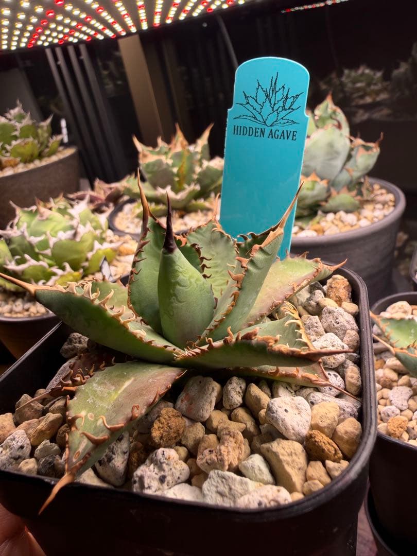 【最終】エボリスピナ× BB hybrid ハイブリッド③発根活着