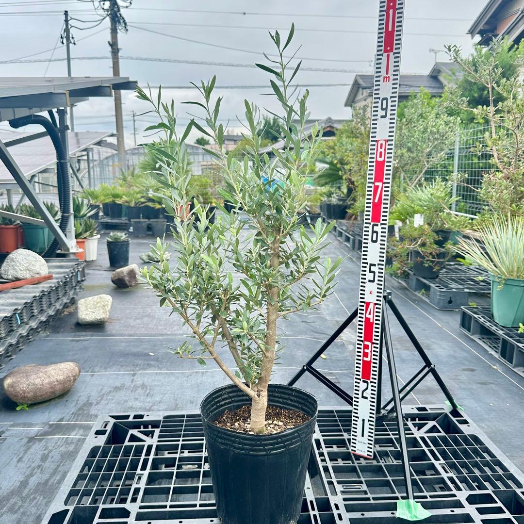 オリーブ シプレシーノ 【樹高:約100cm】 仕立て物 oct04