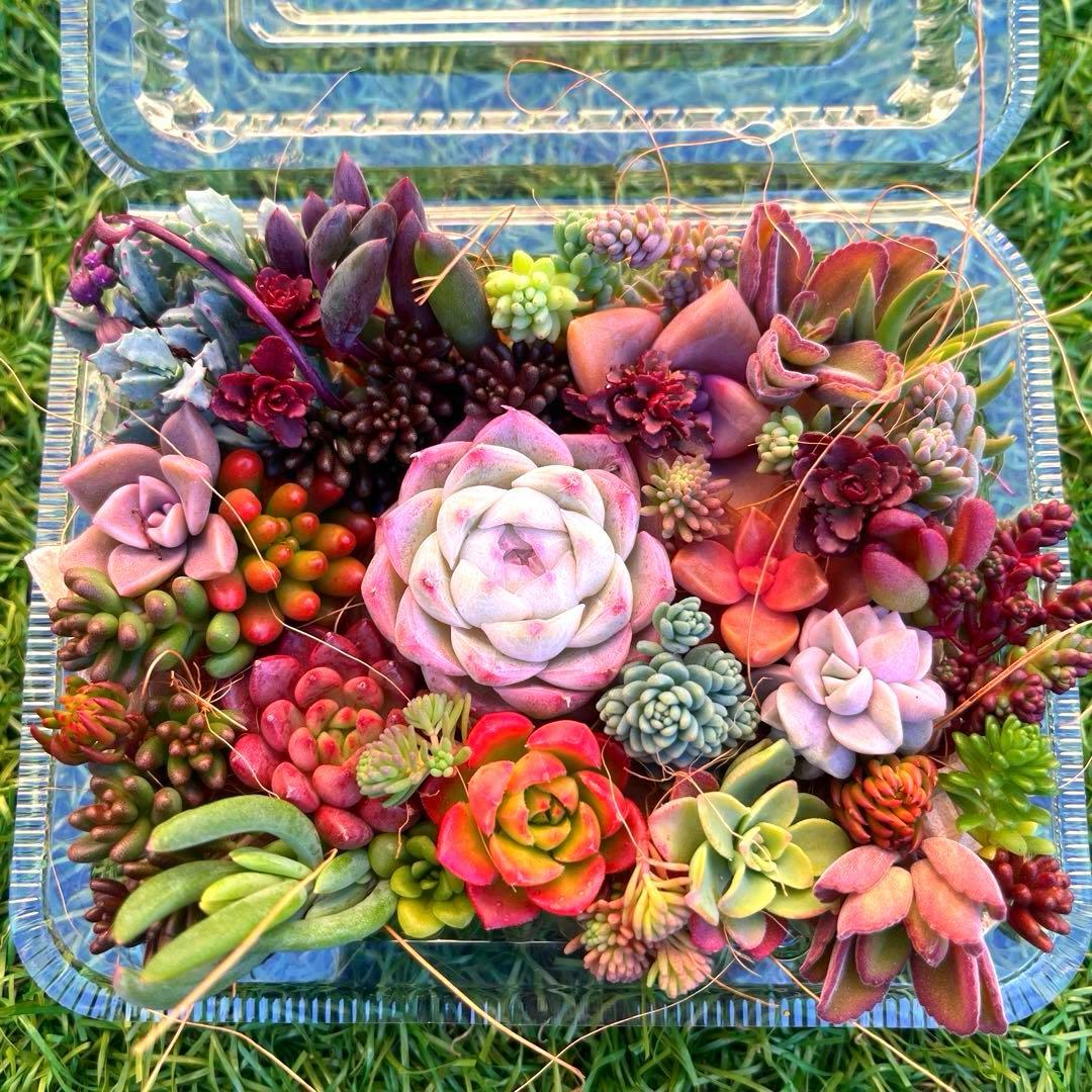 多肉植物カット苗　寄せ植えセット