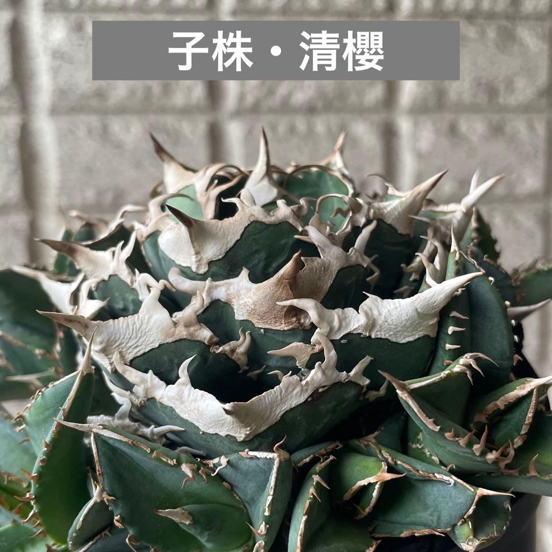 【清櫻】 Lize血統、OC直子、発根済み子株①