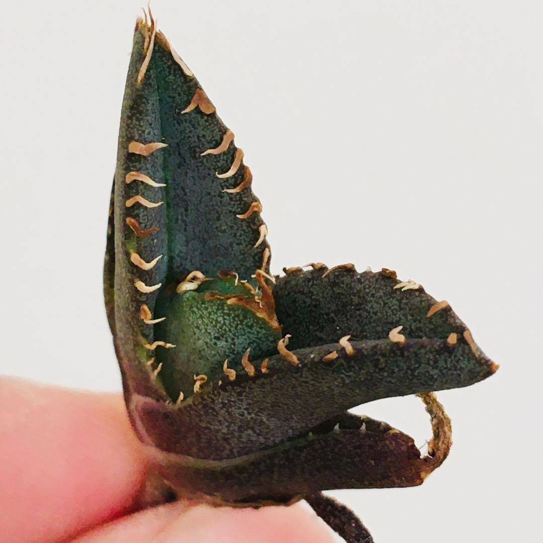 【高騰品種・稀少】痘痘龍 豆豆龍 × レッドキャットウィーズル アガベチタノタ