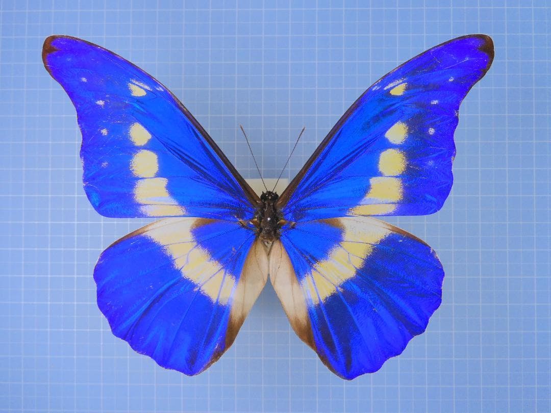 標本 Peru Morpho helena 134mm very big