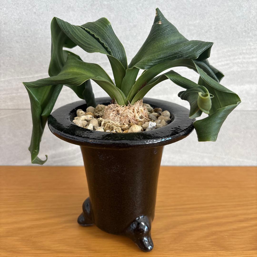 万年青　獅子系　実生もの　舞子獅子　海龍獅子