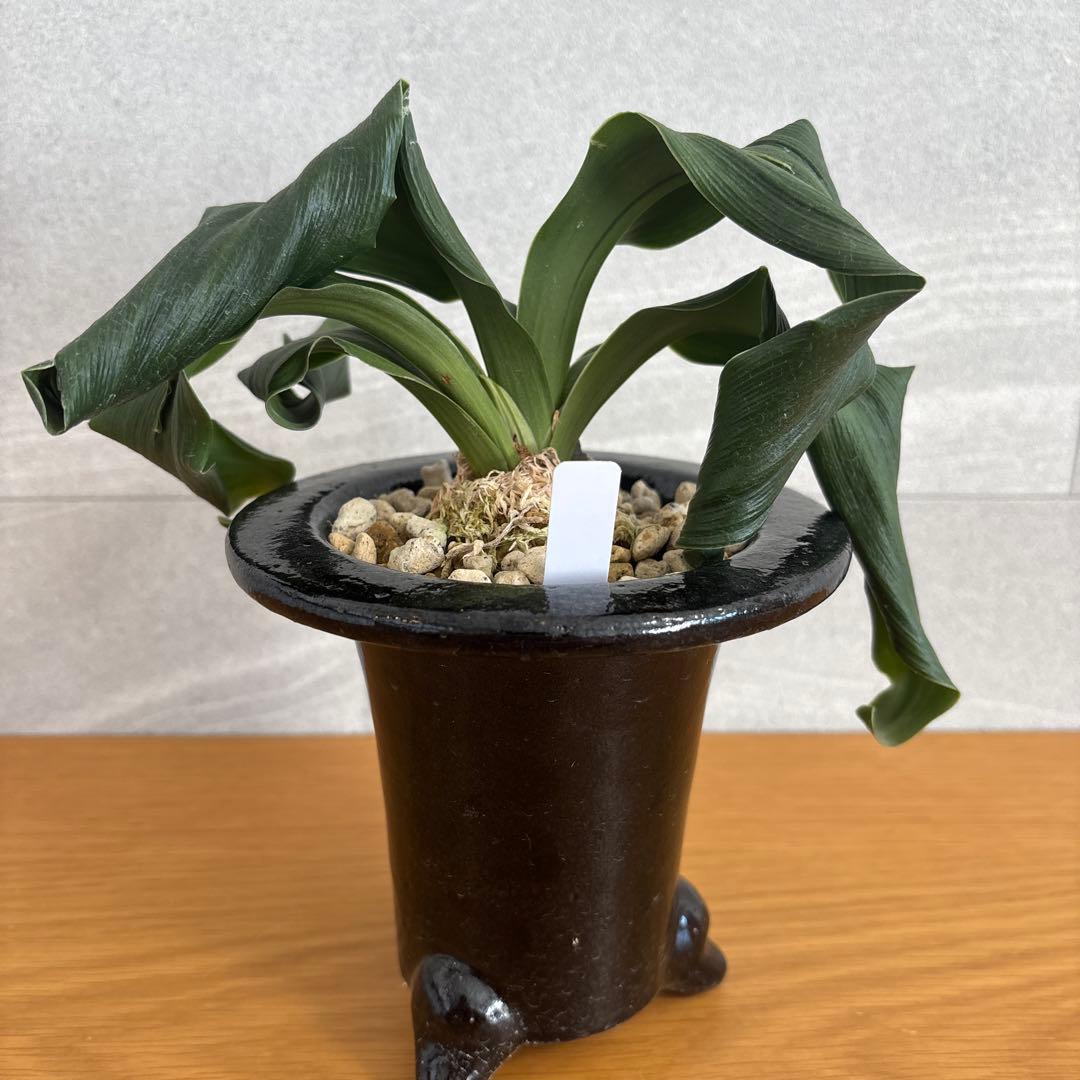 万年青　獅子系　実生もの　舞子獅子　海龍獅子