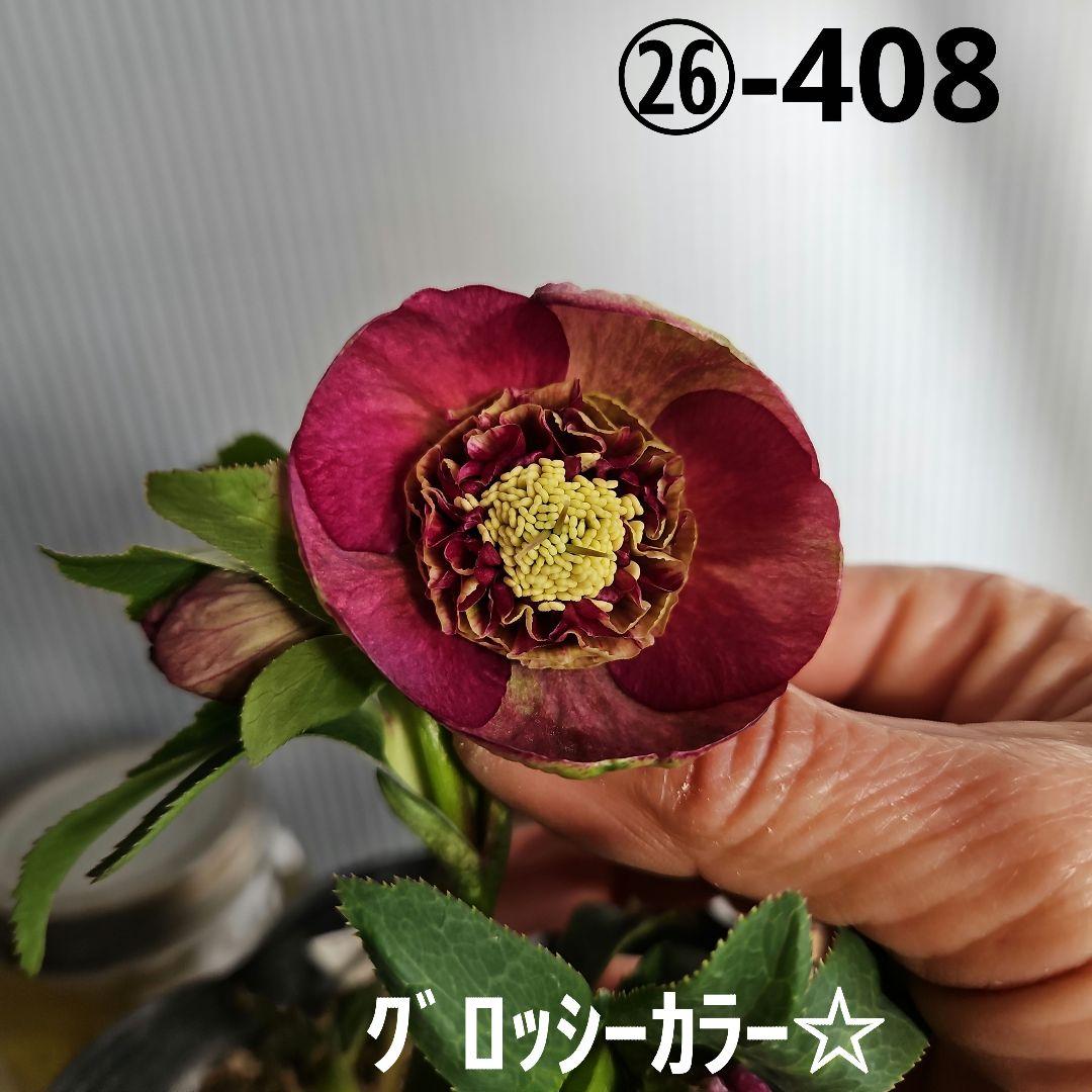 ㉖-408クリスマスローズ