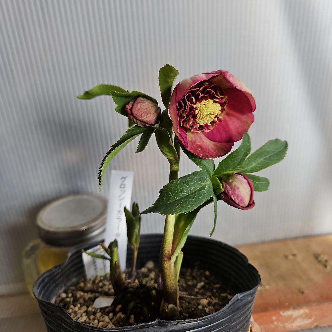 ㉖-408クリスマスローズ