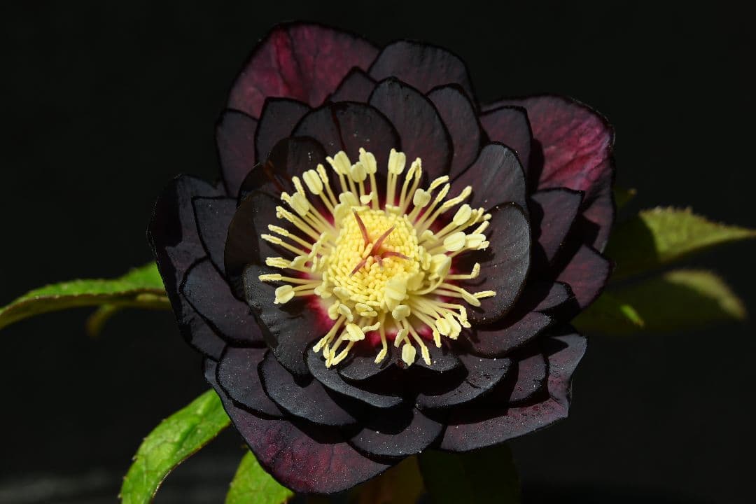 クリスマスローズ　認定ブラックゴールド　加藤農園