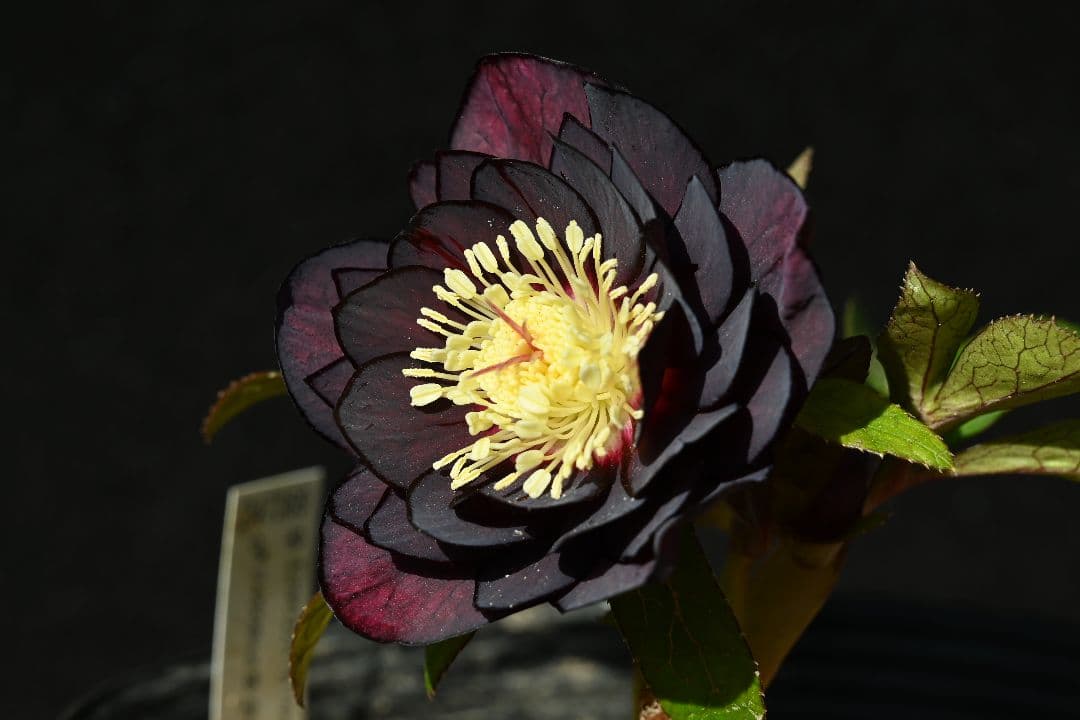 クリスマスローズ　認定ブラックゴールド　加藤農園