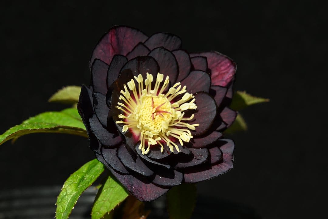 クリスマスローズ　認定ブラックゴールド　加藤農園