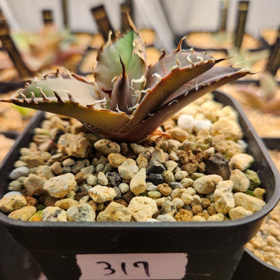 317＊特選株＊【2.7写真更新】アガベ・チタノタ ‘シーザー’