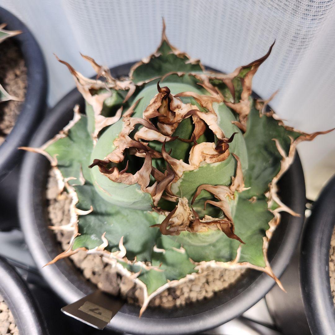 317＊特選株＊【2.7写真更新】アガベ・チタノタ ‘シーザー’