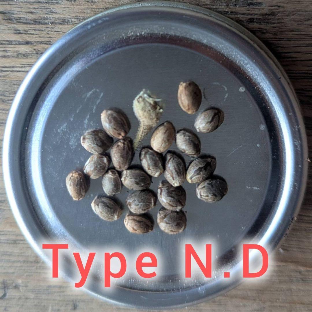 希少 40粒 麻の実 ヒマラヤ原種（ヘンプシード）n.d