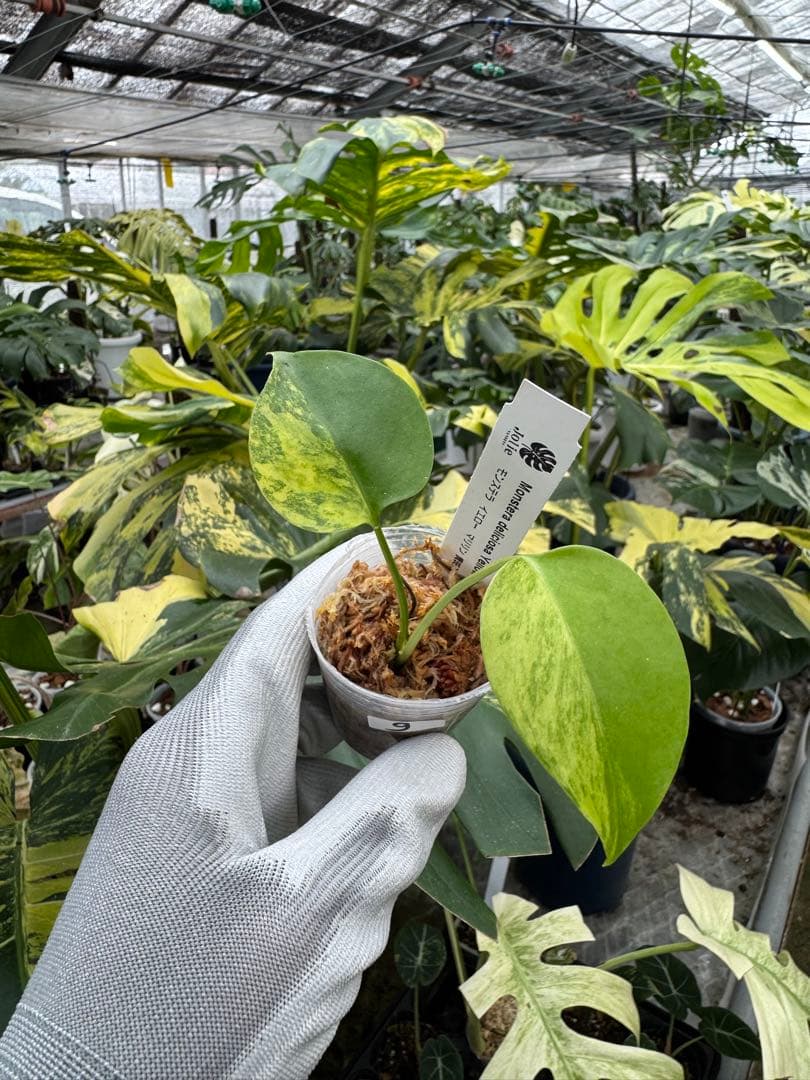 9モンステラ　イエローマリリン　黄斑入り　2寸ポリポット　ネコポス発送