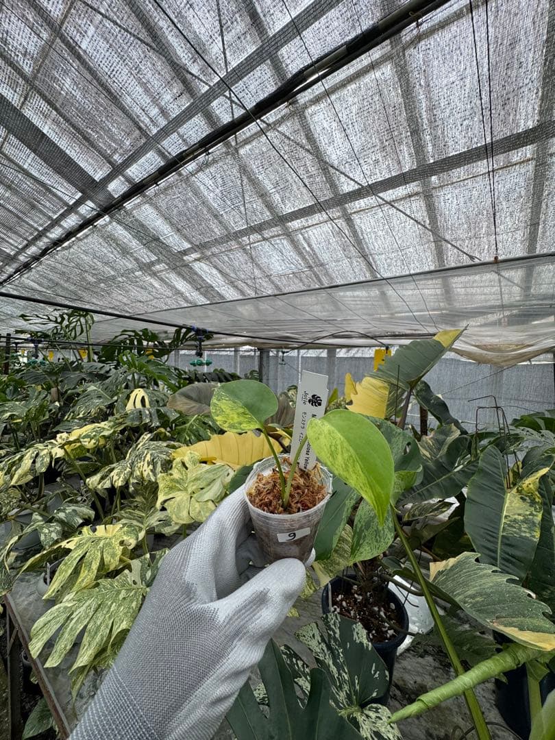 9モンステラ　イエローマリリン　黄斑入り　2寸ポリポット　ネコポス発送