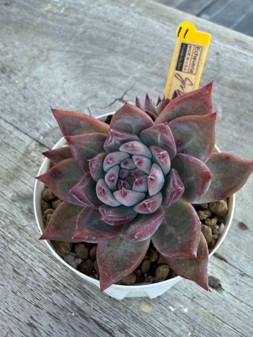 11 希少　SAMリンゼアナNo.6 カリフォルニア輸入　多肉植物
