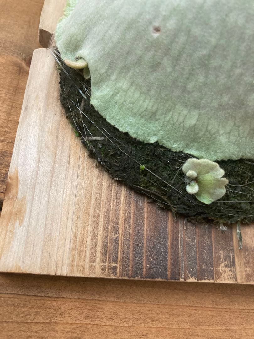 佐*樹様 ビカクシダ ベイチー \"アーバンリバー リバー\" スポア