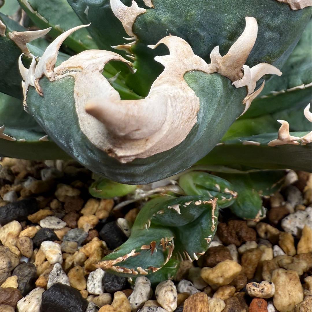 アガベチタノタ　CJ Special親株　子株9個付 検)大白鯊　皇冠　麻花龍