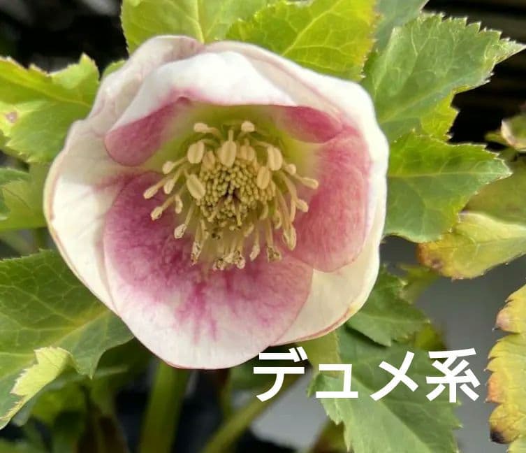 クリスマスローズ　パステリッシュストレイン　デュメ系　カップ咲き