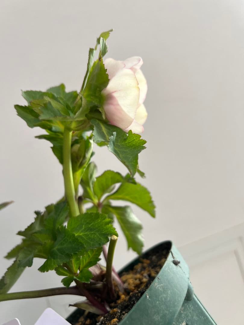 クリスマスローズ　パステリッシュストレイン　デュメ系　カップ咲き