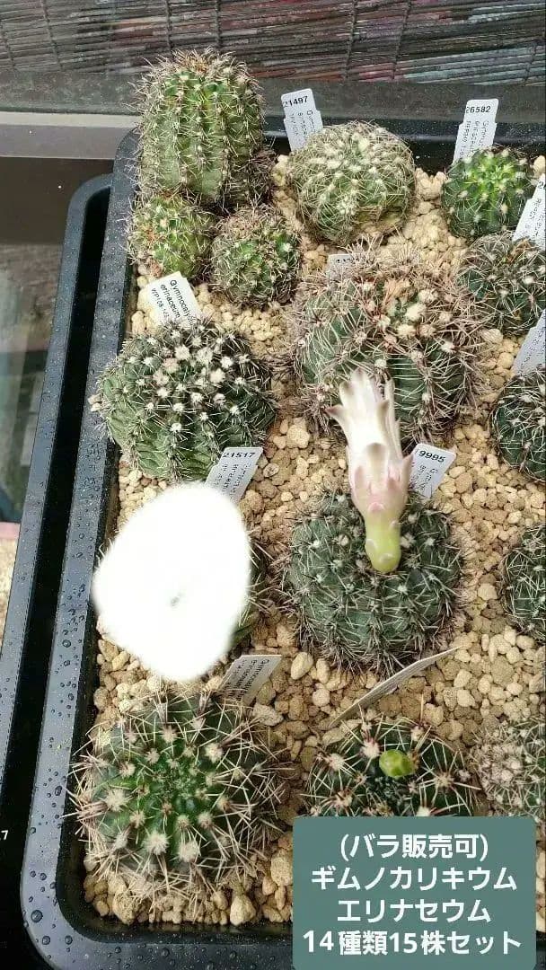 ナッシー様)ギムノカリキウム　エリナセウムとシッケンダンツィーフルセット+おまけ