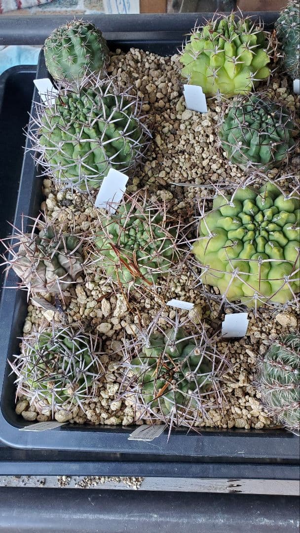 ナッシー様)ギムノカリキウム　エリナセウムとシッケンダンツィーフルセット+おまけ