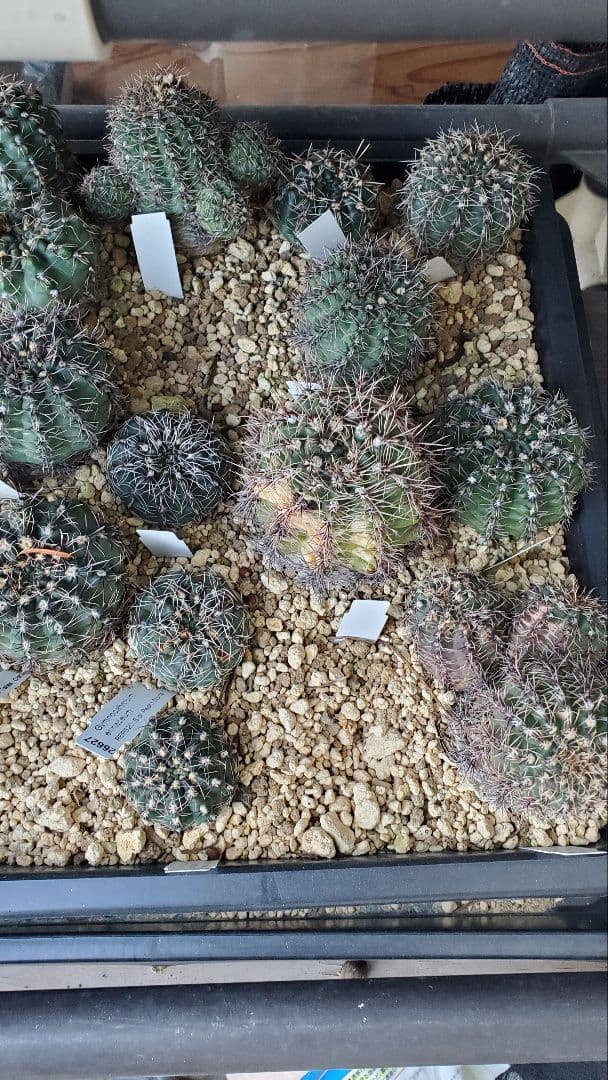 ナッシー様)ギムノカリキウム　エリナセウムとシッケンダンツィーフルセット+おまけ