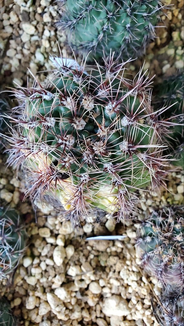 ナッシー様)ギムノカリキウム　エリナセウムとシッケンダンツィーフルセット+おまけ