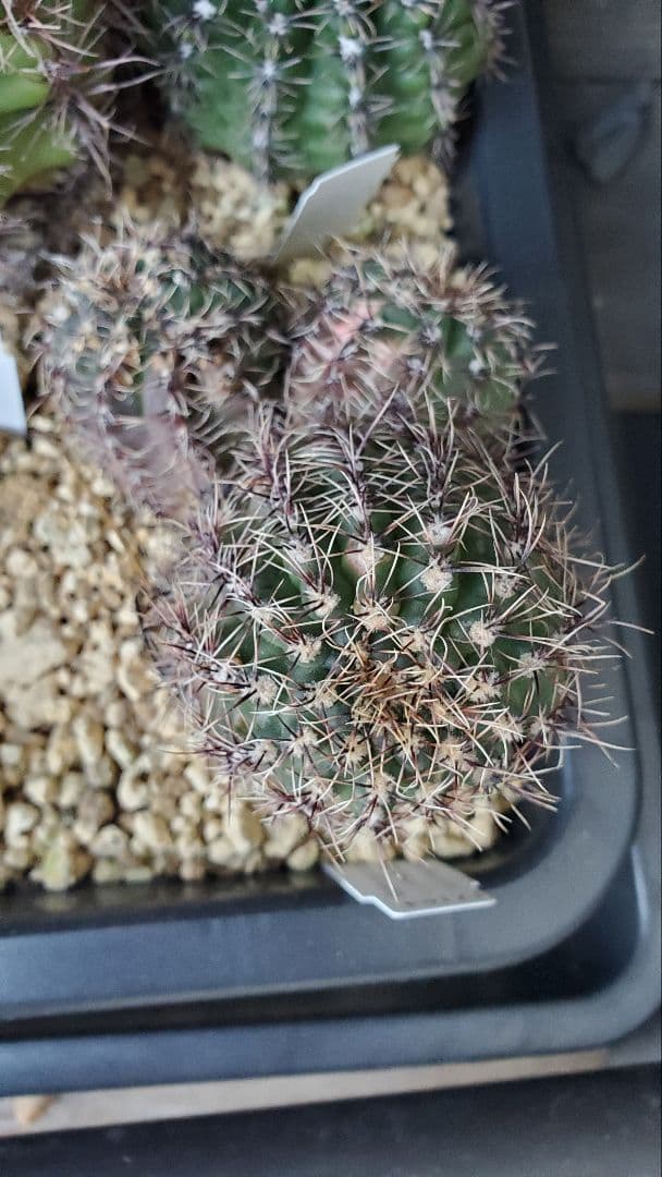 ナッシー様)ギムノカリキウム　エリナセウムとシッケンダンツィーフルセット+おまけ