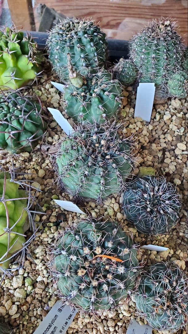 ナッシー様)ギムノカリキウム　エリナセウムとシッケンダンツィーフルセット+おまけ