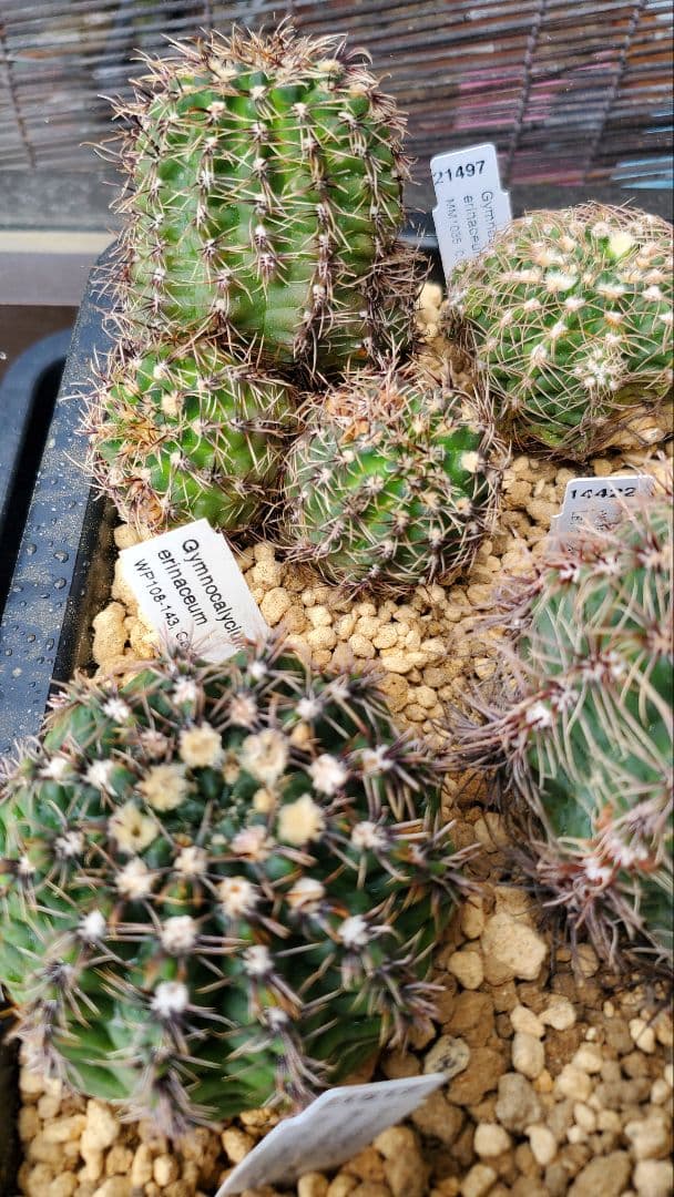 ナッシー様)ギムノカリキウム　エリナセウムとシッケンダンツィーフルセット+おまけ