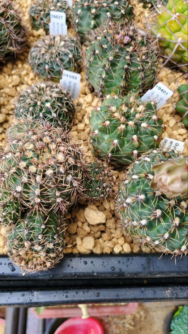 ナッシー様)ギムノカリキウム　エリナセウムとシッケンダンツィーフルセット+おまけ