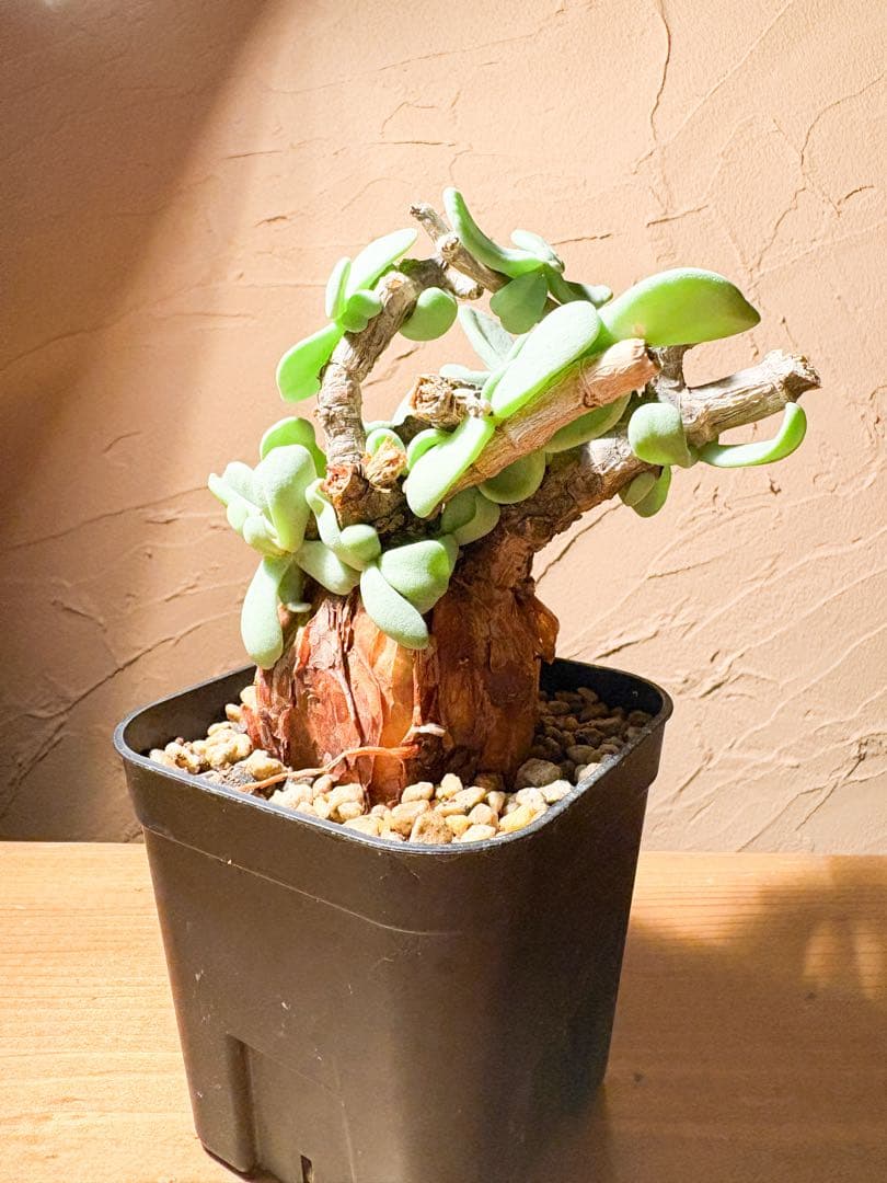 【良型発根済み】ケラリア ピグマエア 冬型 鉢のまま発送