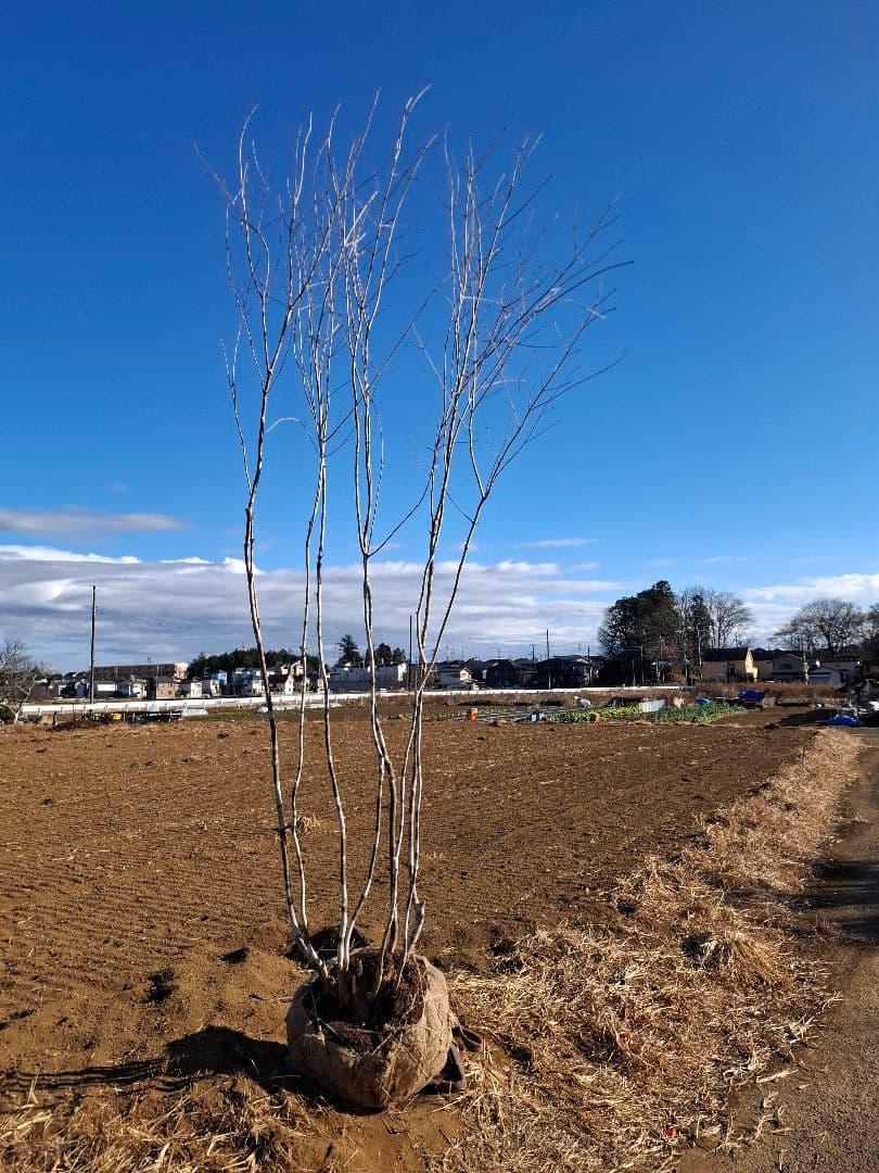 アオダモ 株立ち 山彩り ――美肌 美樹形 綺麗な幹肌 ――