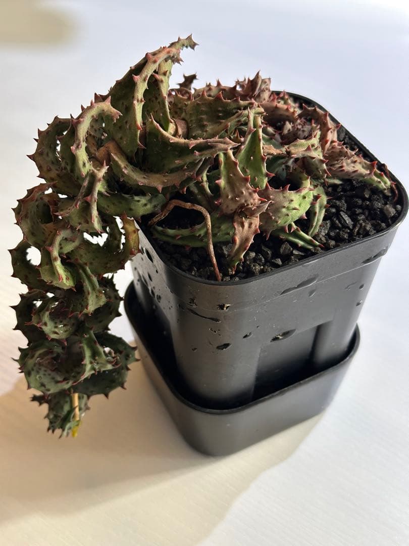 【期間限定出品】 Aloe castilloniae子株⑤