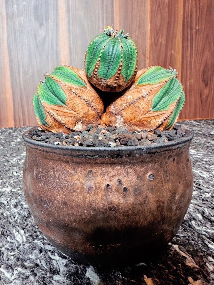 ユーフォルビアオベサ(3頭ヘッド雌株)