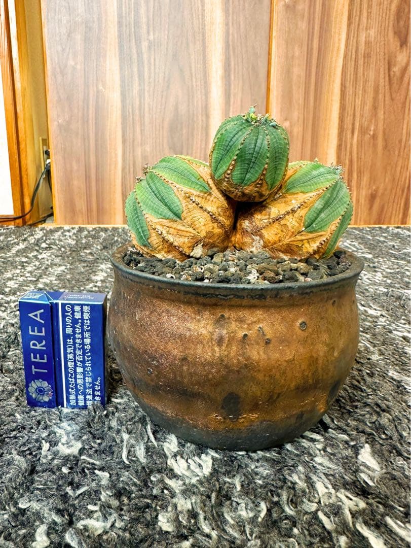 ユーフォルビアオベサ(3頭ヘッド雌株)