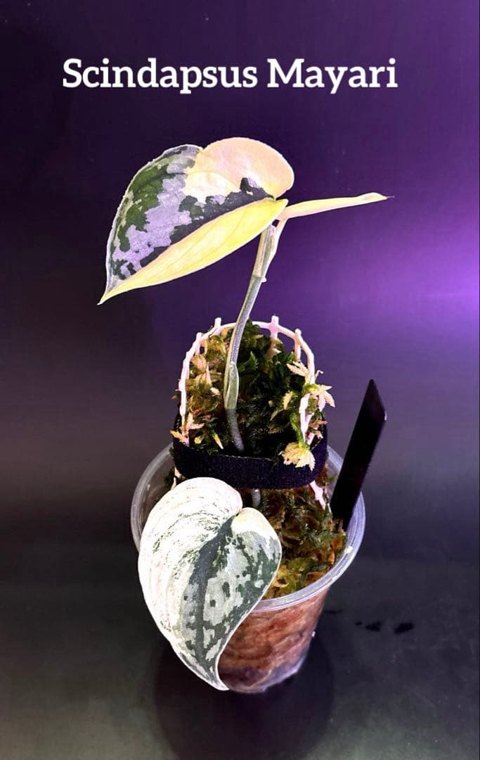 スキンダプサス5点セットF1